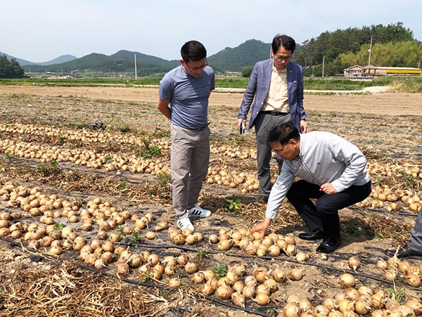 20일 양파의 수출 확대를 위해 해남 양파밭을 방문한 신현곤 aT식품수출이사(오른쪽 첫번째)가 에서 생산자 의견을 청취하고 있다. 사진=한국농수산식품유통공사 제공