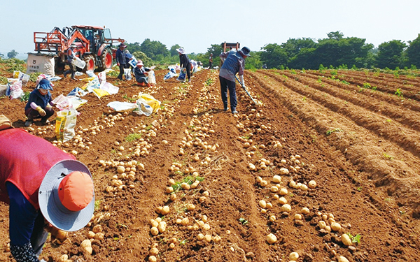 지난달 농심이 지원하는 청년수미 프로그램을 통해 감자 농사를 지은 청년농부 밭에서 감자를 수확하고 있다.